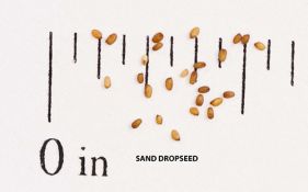Sand Dropseed - Native